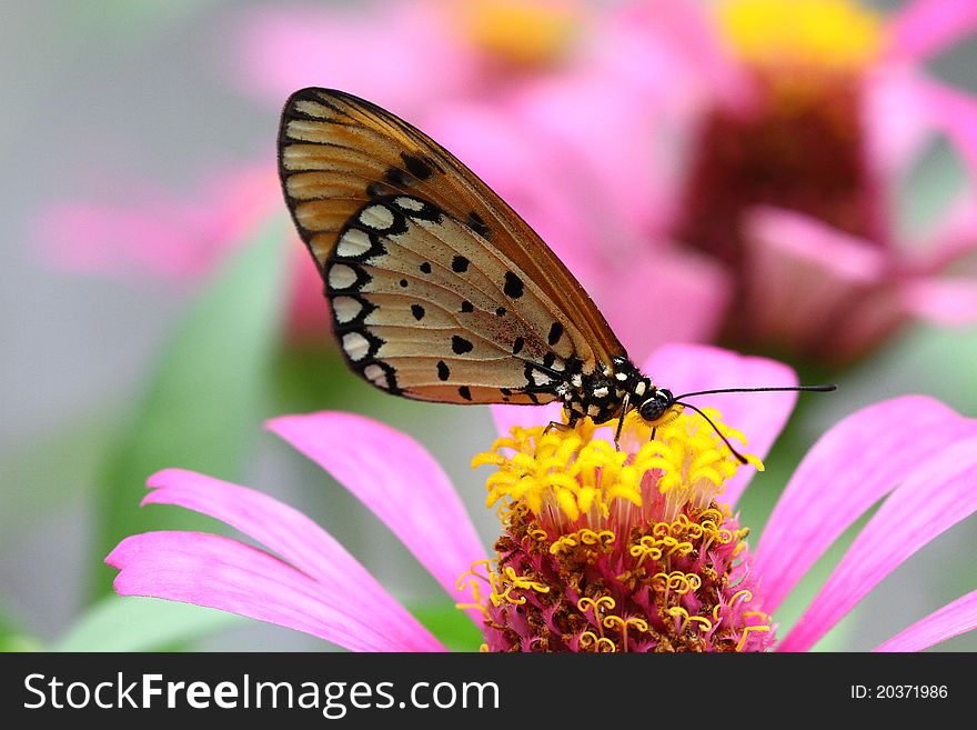 Macro of Tawny Coster Butterfly on pink flower