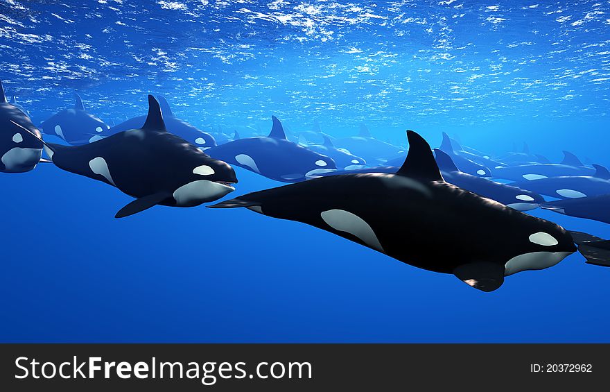 Flock of orca in the sea