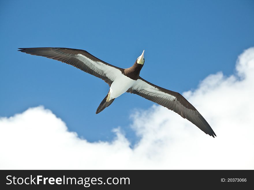 Booby bird with spread wings flying. Booby bird with spread wings flying.