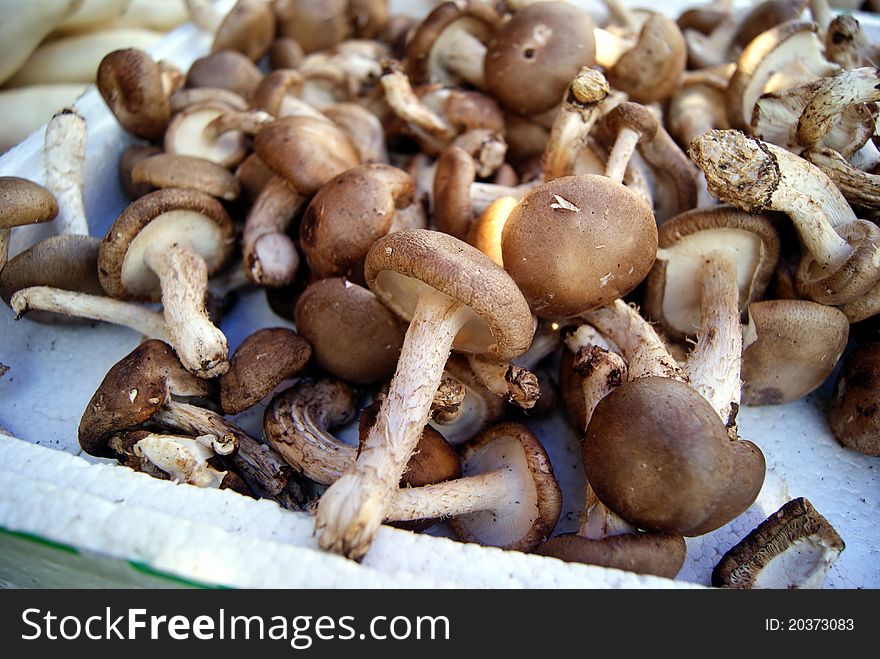 Mushrooms, is people like to eat vegetables one. This is a close-up of it.