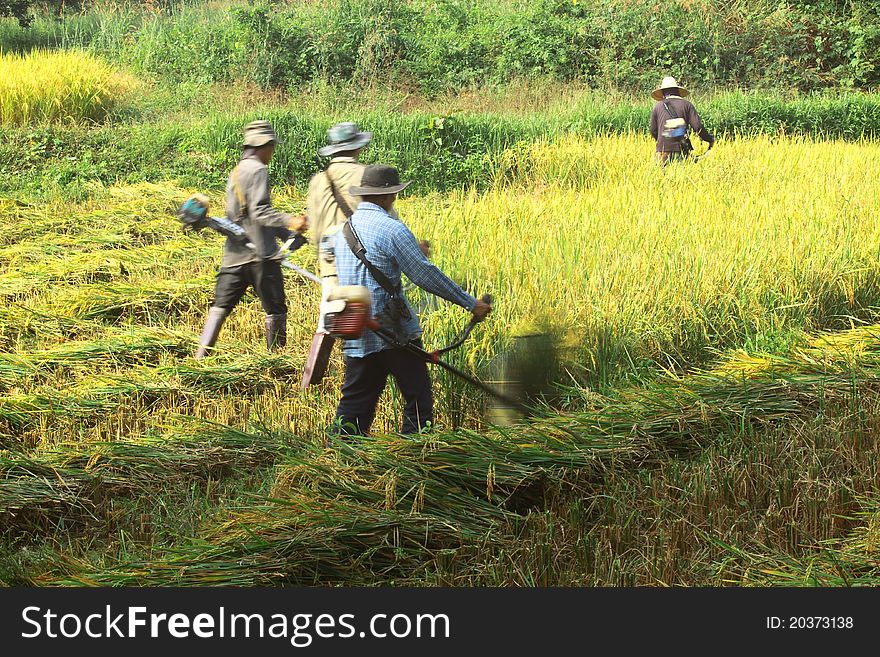 Group of labor harvesting jasmine rice