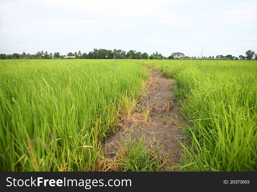 The way in green farm rice