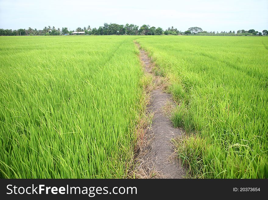 The way in green farm rice