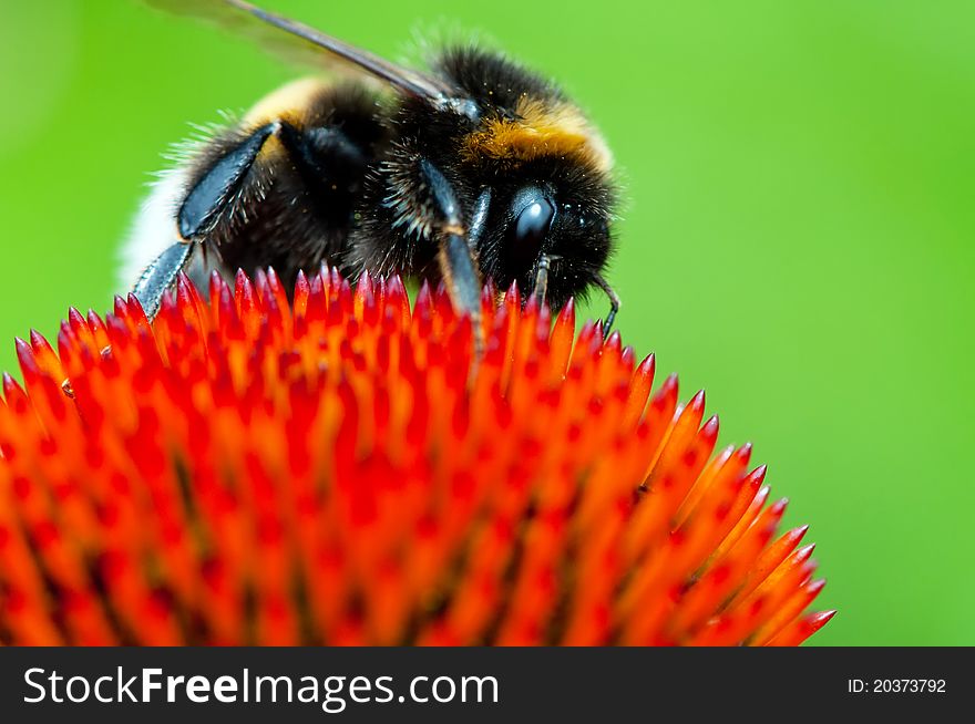 Detailed view of bumblebee on a flower.