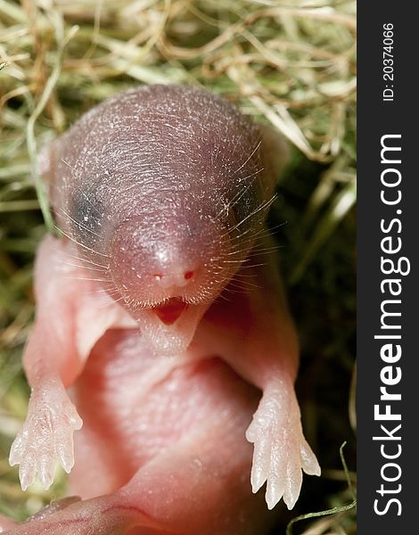 Portrait of a newborn mouse. Portrait of a newborn mouse