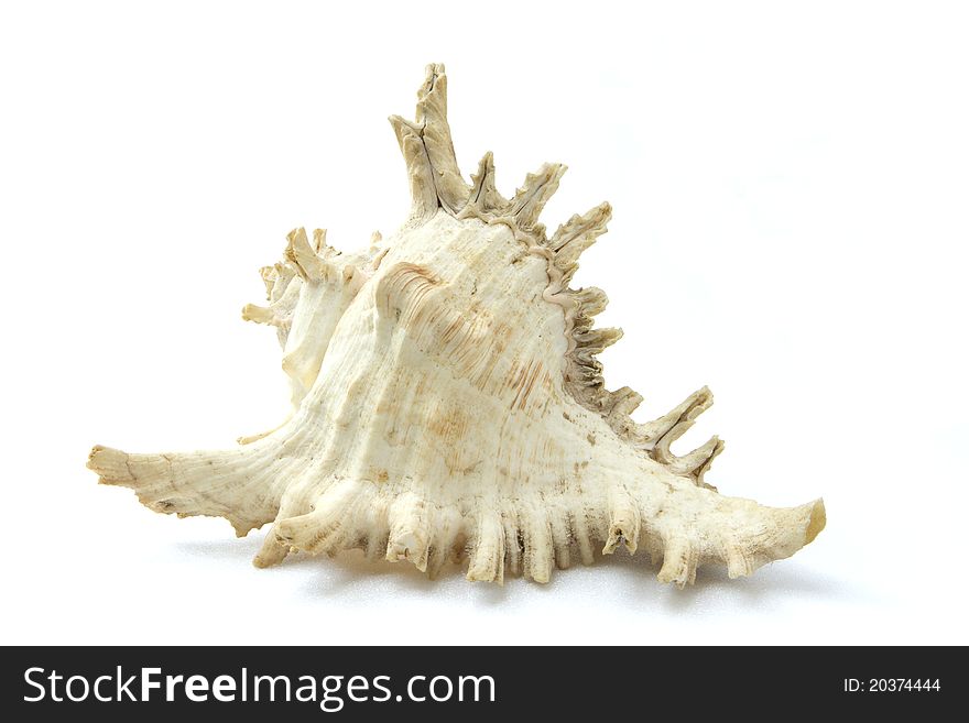 Conch gourd shell isolated white. Conch gourd shell isolated white
