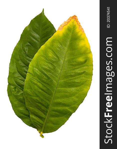 Lemon Leaf, Salal (Gaultheria shallon) isolated on white