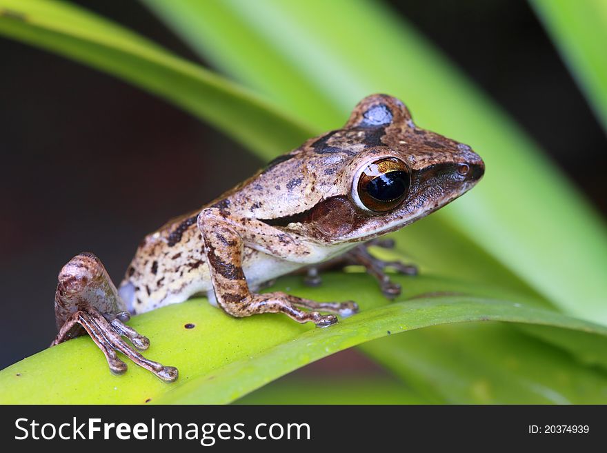 A brown frog perching on a leaf. A brown frog perching on a leaf