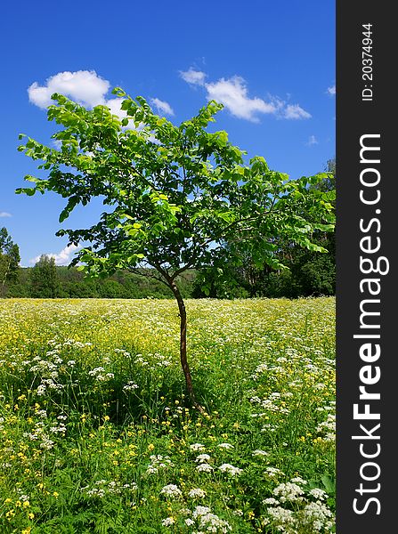 Young tree on blossoming meadow