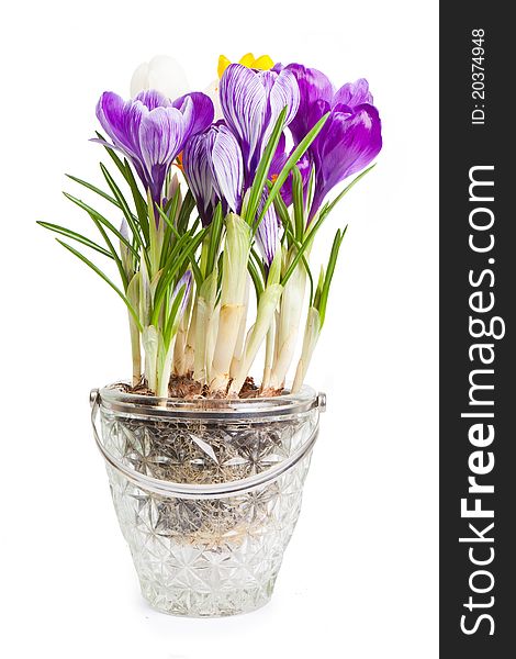 Crocuses on a white background