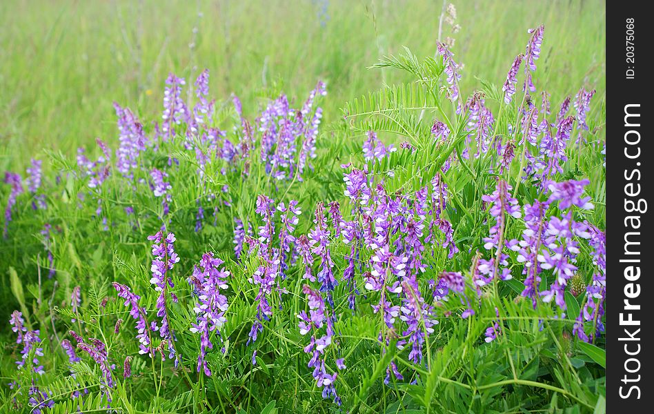 Wild pea flowers, green meadow