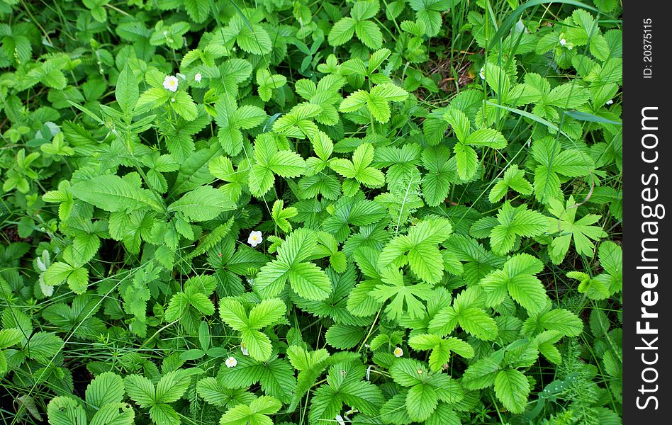 Wild Strawberries, green meadow, summer