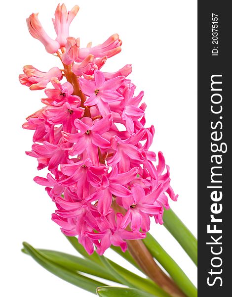 Pink flower hyacinth isolated on a white background