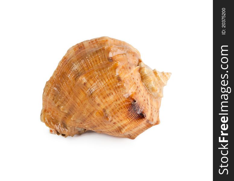 Seashell isolated on white background