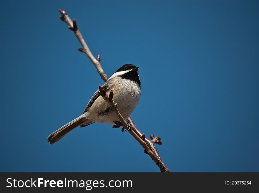 A Black-Capped Chickadee perched on a small branch in winter. A Black-Capped Chickadee perched on a small branch in winter.