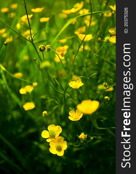 Spring meadow: green grass and yellow dandelions. Spring meadow: green grass and yellow dandelions