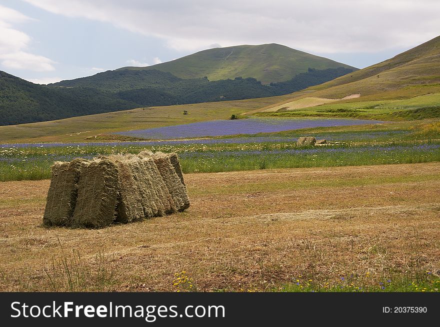 A view of umbria mountains with many blue flowers