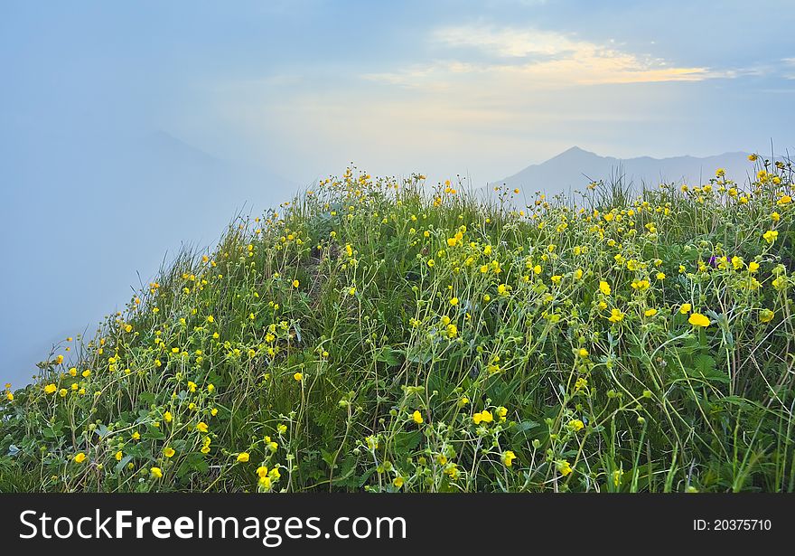 Yellow flower and green grass in bright sunlight. Yellow flower and green grass in bright sunlight