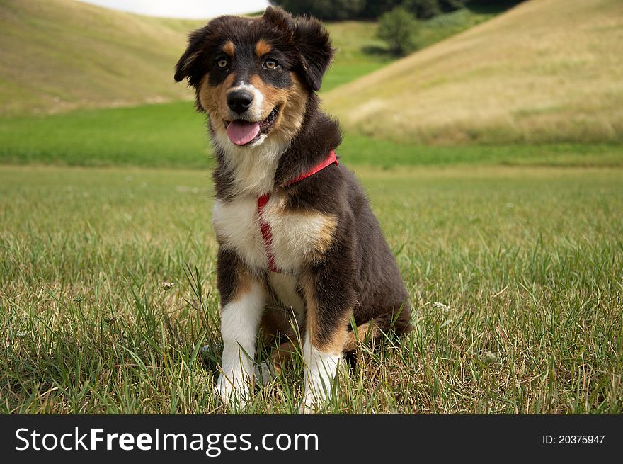 A little aussie dog in the meadow