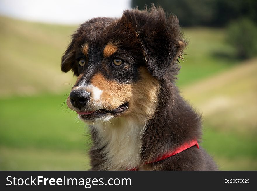 Australian Shepherd dog portrait