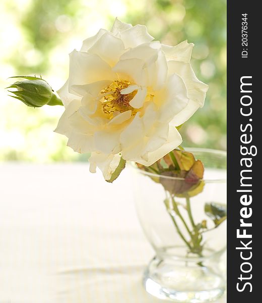 Rose in vase. Selective focus