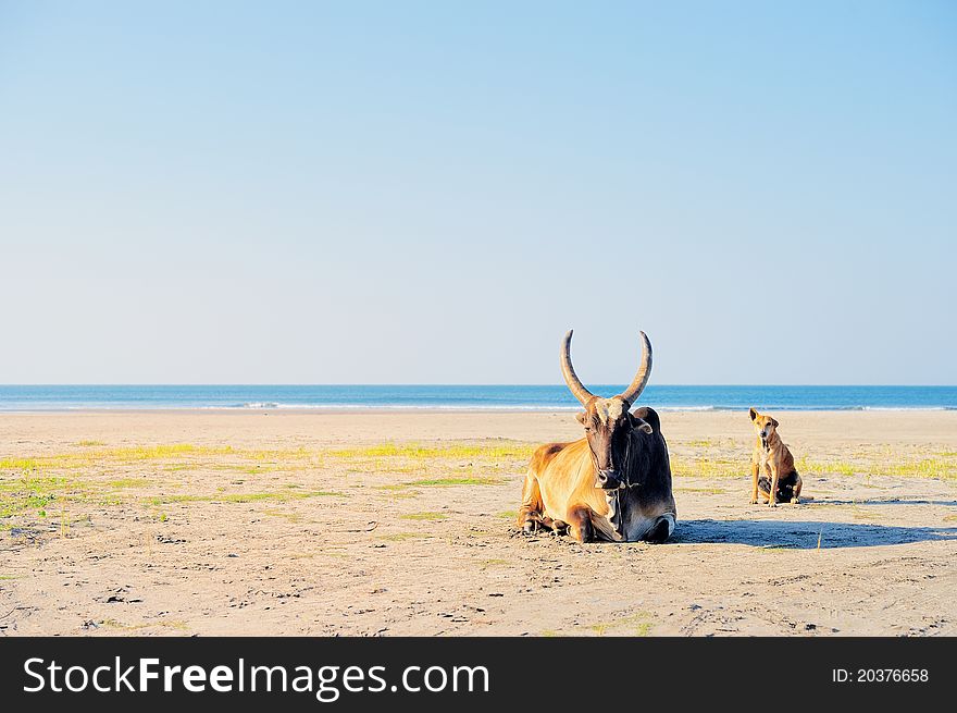 Holy indian cow on the beach in Goa