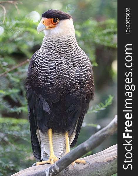 The southern caracara sitting on the tweet.