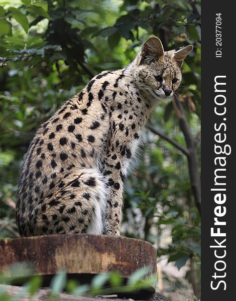 The serval sitting on the wooden desk.