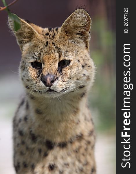 The detail of serval (Leptailurus serval).