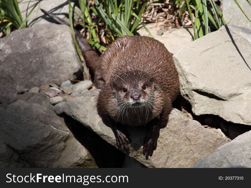 Gazing small-clawed otter