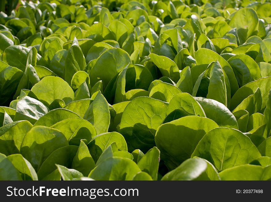 Spring green salad field in the sun (selective focus)