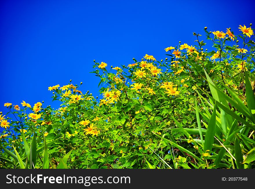 Mexican Sunflower Weed higher view in Thailand. Mexican Sunflower Weed higher view in Thailand.