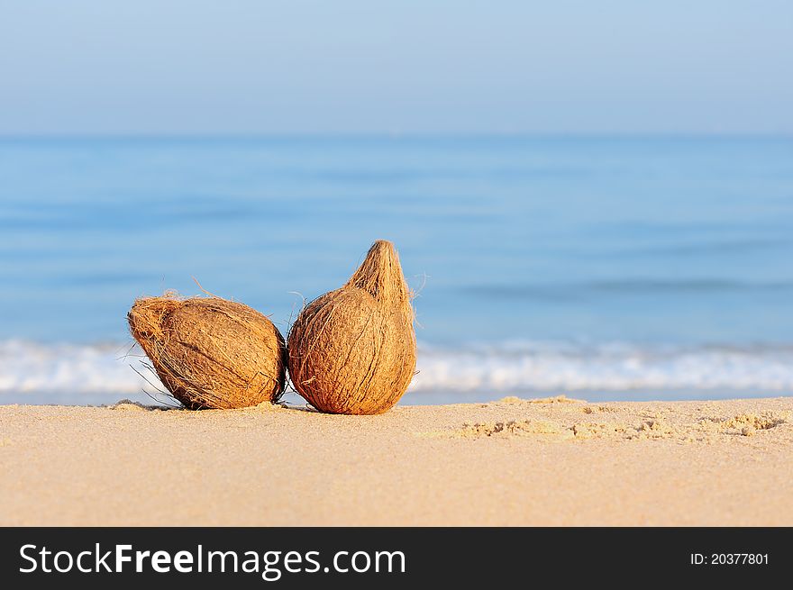 Two coconuts on the sandy sea shore