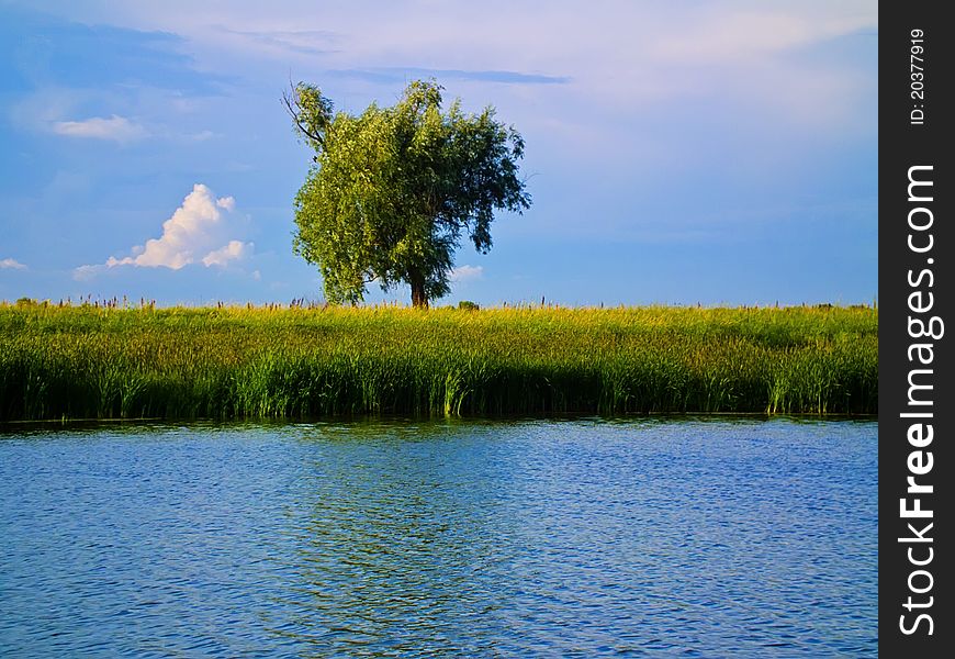 The tree on the shore of the lake. Summer landscape. The tree on the shore of the lake. Summer landscape