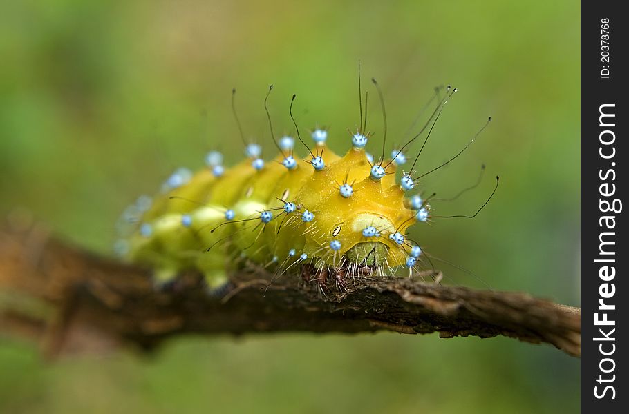 Close up of great caterpillar. Saturnia pyri. Close up of great caterpillar. Saturnia pyri