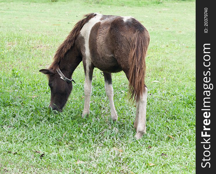 Small thai horse in farm.