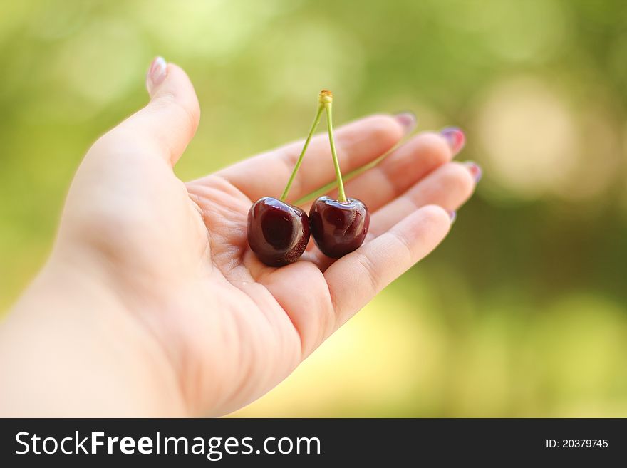 Two ripe cherries in the hand. Two ripe cherries in the hand