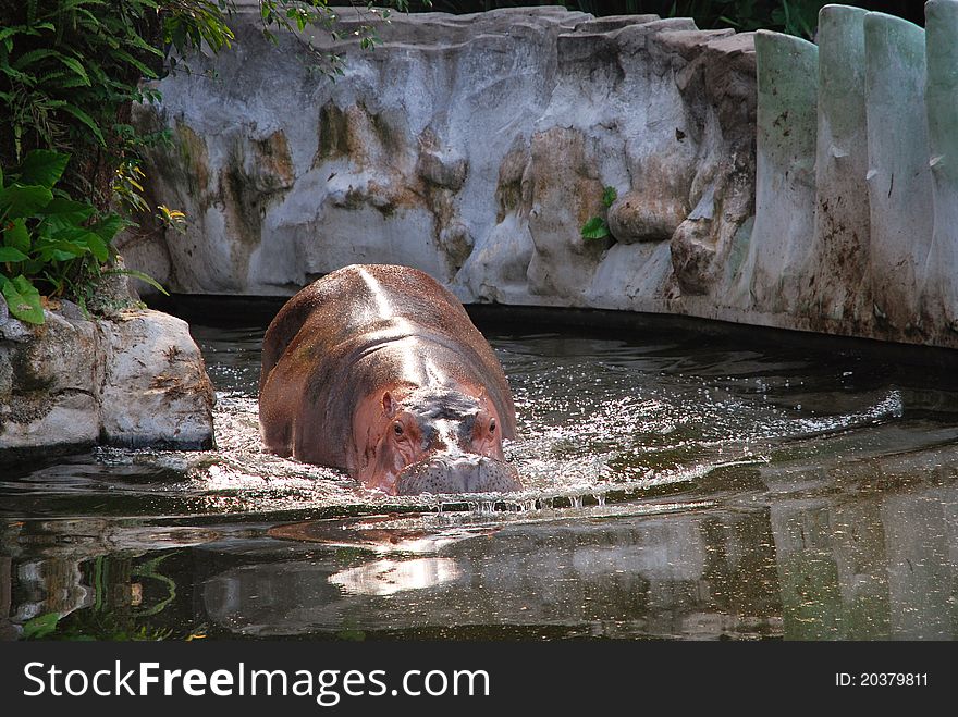 Hippo At Dusk