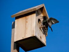 Birdhouse With Blackbird Royalty Free Stock Photography