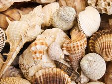 Seashells Background Stock Photography Seashells Background Stock Photography