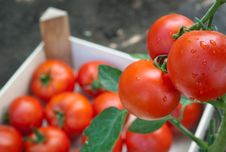 Red Ripe Tomatoes Royalty Free Stock Photography Red Ripe Tomatoes Royalty Free Stock Photography