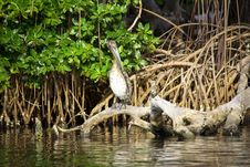 Brown Pelican Sitting On The Roots Stock Photos Brown Pelican Sitting On The Roots Stock Photos