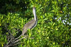 Brown Pelican Sitting On The Tree Royalty Free Stock Photos Brown Pelican Sitting On The Tree Royalty Free Stock Photos