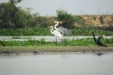 Great Blue Heron And On The Bank In The Wetlands Stock Photography