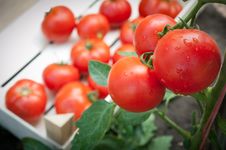 Picking Tomatoes Stock Photography Picking Tomatoes Stock Photography