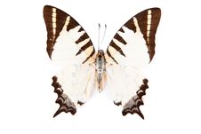Brown And White Butterfly Graphium Decolor Royalty Free Stock Photography