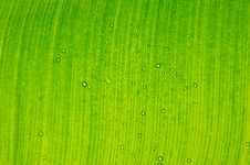 Green Leaf With Water Drop Royalty Free Stock Images Green Leaf With Water Drop Royalty Free Stock Images