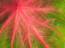 Colorful Green And Pink Leaf Royalty Free Stock Photo Colorful Green And Pink Leaf Royalty Free Stock Photo