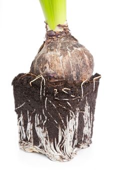 Hyacinth Roots Stock Photography Hyacinth Roots Stock Photography