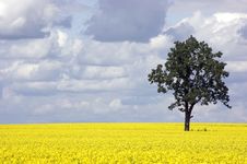Rape Field And One Tree Stock Image Rape Field And One Tree Stock Image